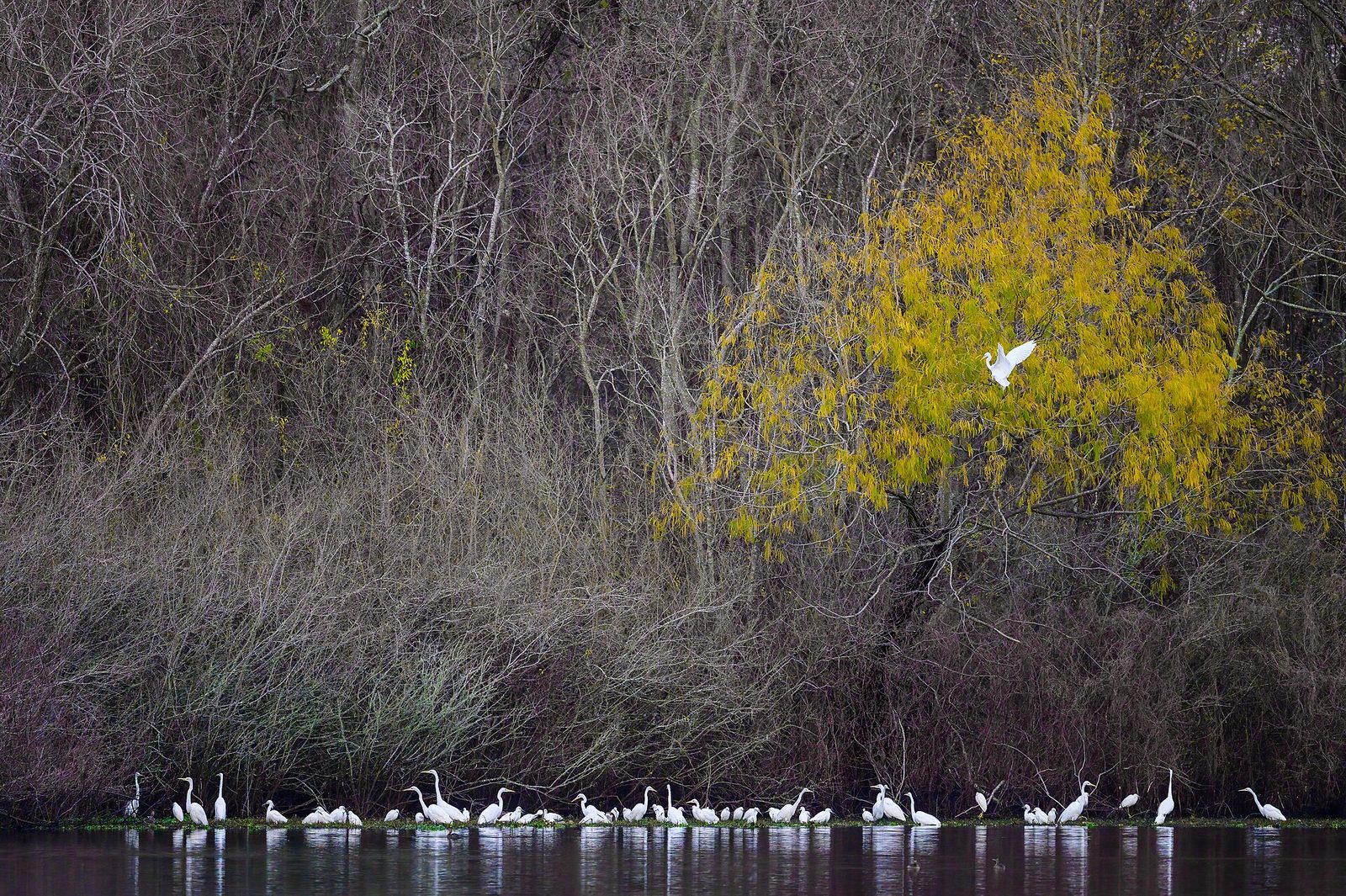 Sugar Land Cullinan Park湖面、林地与白鹭实景,展示城市自然绿地 / Lake, woodland and egrets at Cullinan Park in Sugar Land