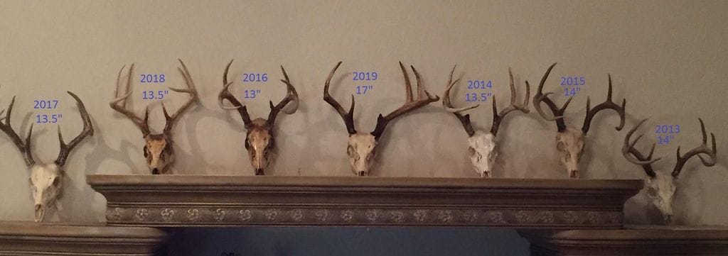 Deer antler display documenting past wildlife activity on the property