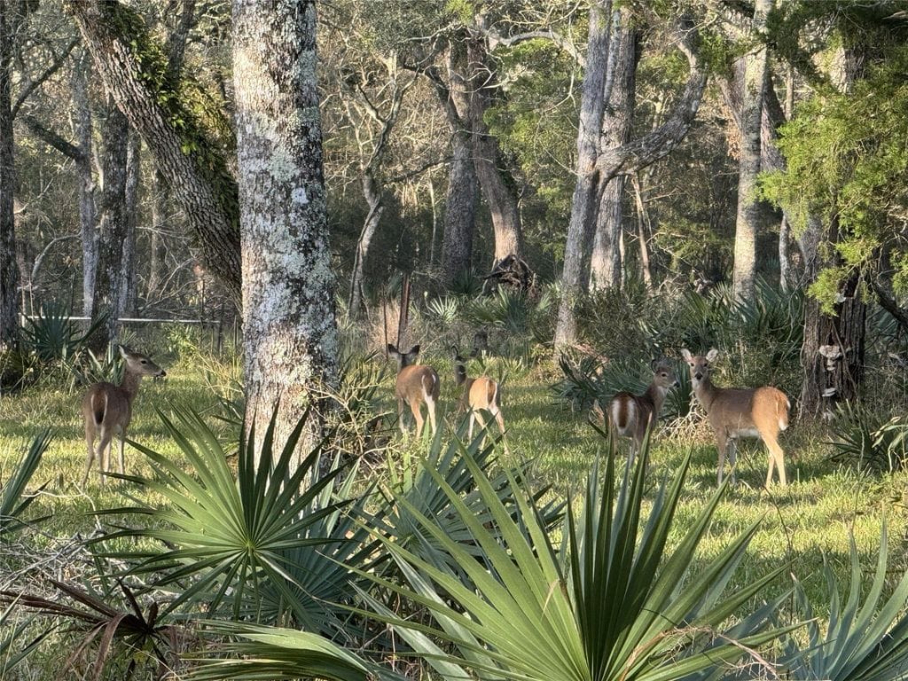 White-tailed deer among mature trees and palmettos on the Cedar Lake acreage