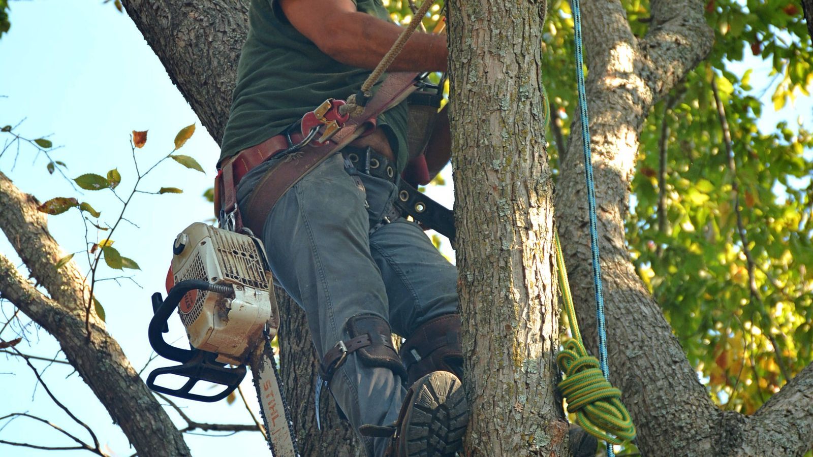 Professional arborist safely pruning a mature tree in Texas / 德州专业树艺师使用安全装备修剪成熟树木
