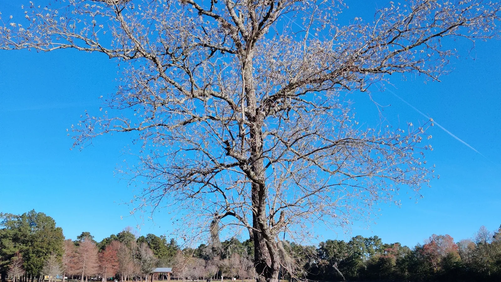 Licensed real photograph of a sunny lakeside park in Tomball, Texas / 德州Tomball湖畔公园授权实景照片
