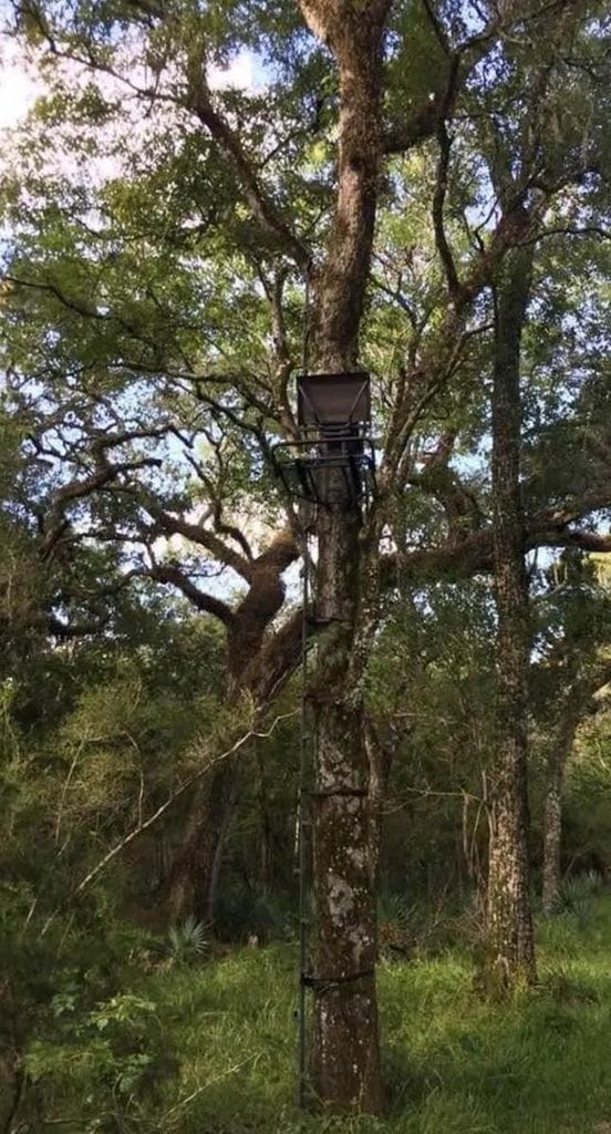 Elevated tree stand attached to a mature tree on the property